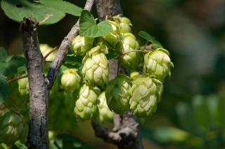 Bière sans alcool : fabrication et seuil de 1,2 % vol.