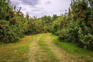 Calvados : l'eau-de-vie de cidre et ses trois AOC