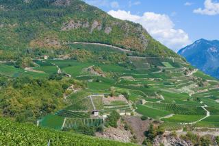 Côtes du Rhône : cépages autorisés et hiérarchie