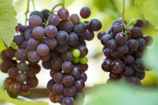 Degré d'alcool du vin : origine et lecture du % vol.