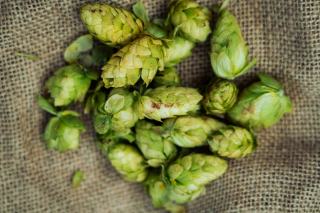 Houblon et bière : amertume, arômes et échelle IBU