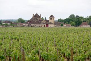 Cépage bourgogne rouge : pinot noir, gamay, césar