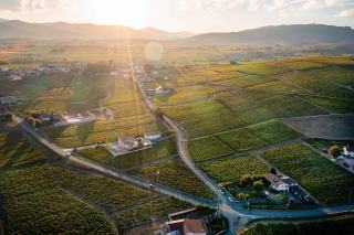 Crus du Beaujolais : les dix appellations du gamay