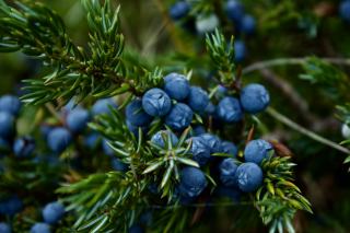 Comment est fait le gin : genièvre et catégories