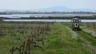 Vins du Languedoc : lire l'appellation sur l'étiquette