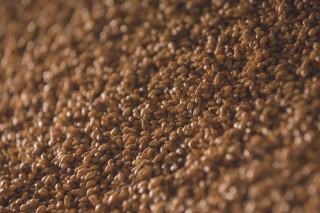 Malt et bière : maltage, touraillage et couleur EBC