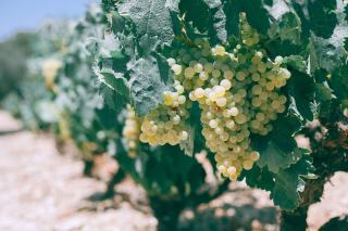 Vin doux naturel : le mutage expliqué