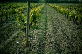 Label biodynamique, bio ou nature : ce qui change