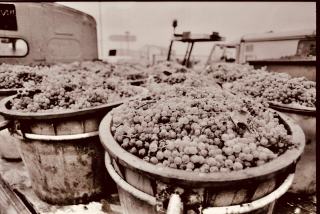 Vinification en blanc : les étapes du raisin au vin