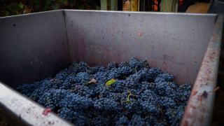 Vinification en rouge : macération, pigeage, presse